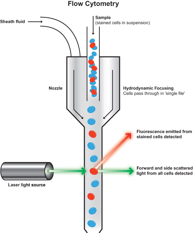 Flow cytometry : basic principles  What the use of flow cytometry